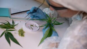 Legalizing Recreational Marijuana