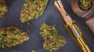 Pungent Strain
