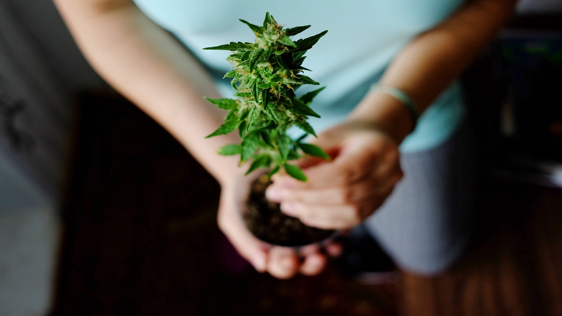 Prevent Weed Hangovers