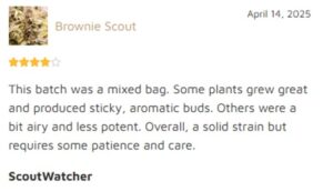 Growers Choice Seeds Reviews 2