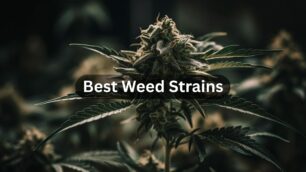 Best Weed Strains