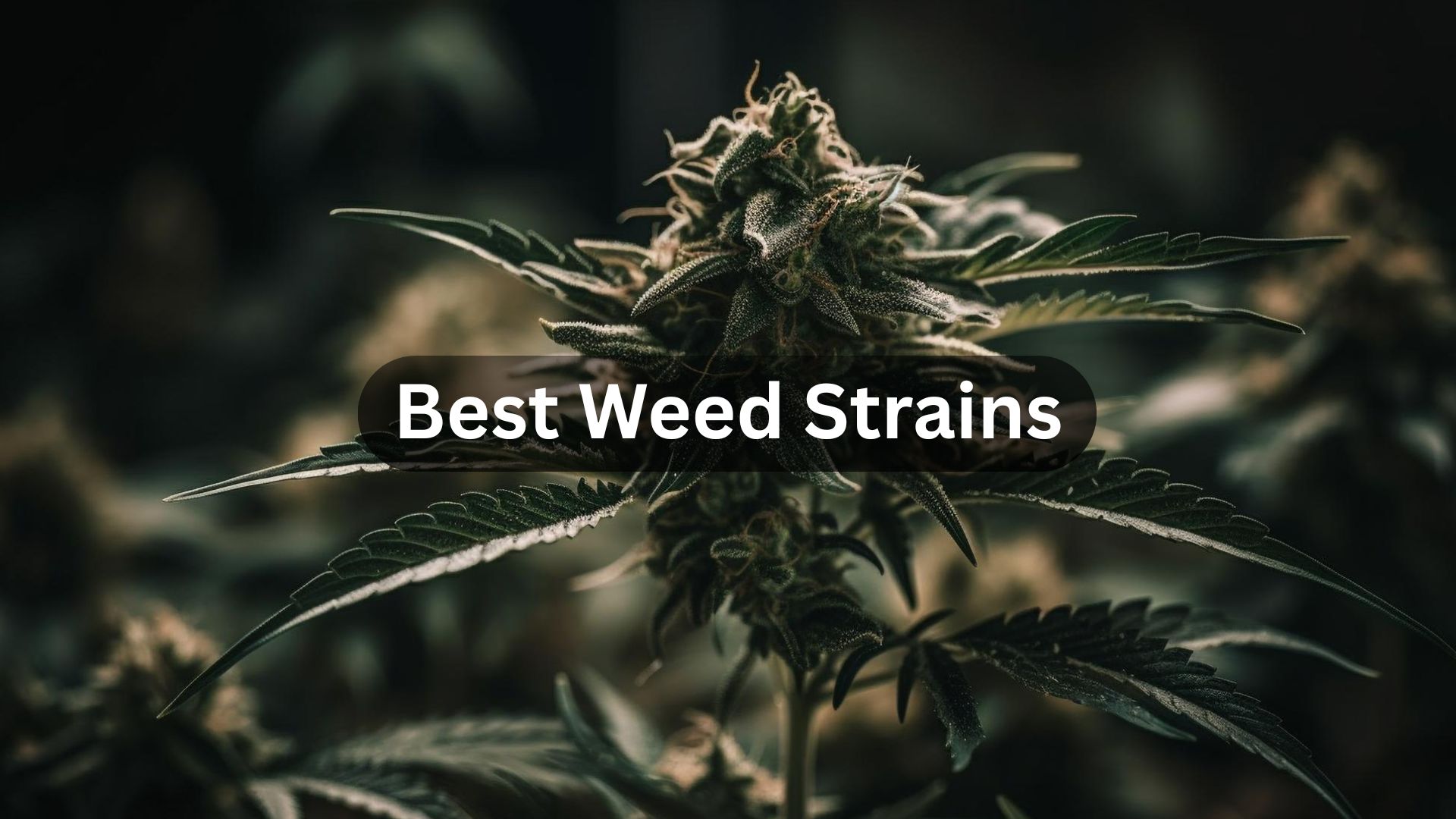 Best Weed Strains