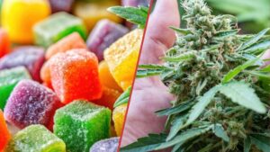 Cannabis Edibles VS Flower